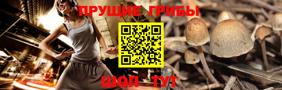 Дивногорск  Псилоцибиновые грибы мицелий  Галлюциногенные грибы мицелий  Вход с VPN 